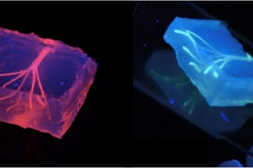 Bioprint – ciekawe zastosowanie druku 3D w medycynie